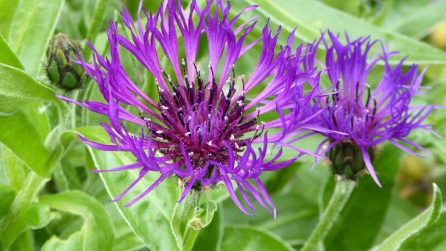 Berg-Flockenblume: Stieglitze lieben sie