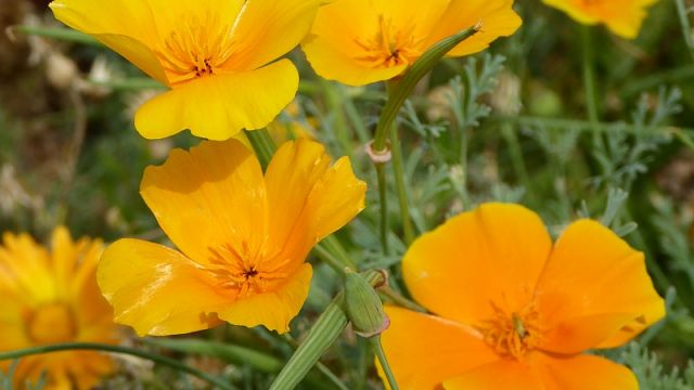 Kalifornischer Mohn - sehr ausbreitungsfreudig