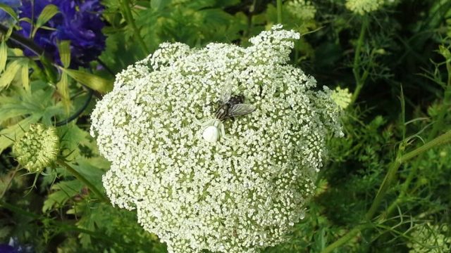 Insektenmagnet: Die Wilde Möhre