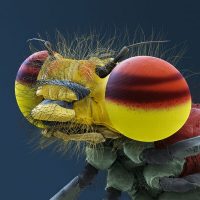 © Nicole Ottawa/Oliver Meckes: Ausgewachsene Adonisjungfer Ausgewachsene Adonisjungfer