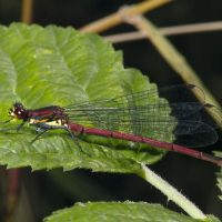 © Nicole Ottawa/Oliver Meckes: Seitenansicht auf eine Adonisjungfer Seitenansicht auf eine Adonisjungfer