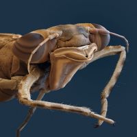 © Nicole Ottawa/Oliver Meckes: Adonisjungfer Larve Larve einer Adonisjungfer