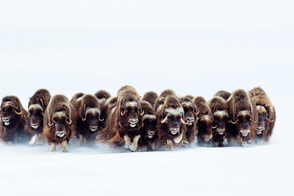 © Eric Pierre / Knesebeck: Die Stampede Foto Eric Pierre Die Stampede