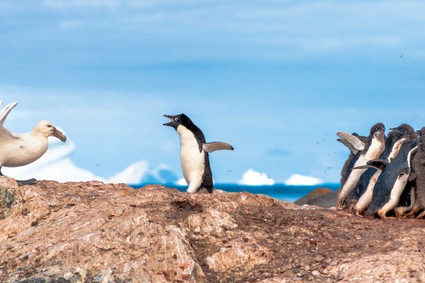 © Linc Gasking / Knesebeck: Bodyguard im Frack Foto Linc Gasking Bodyguard im Frack