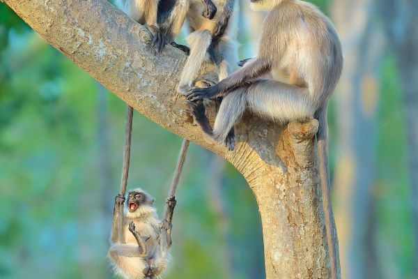 © Thomas Vijayan / Knesebeck: Affenschaukel Foto Thomas Vijayan Affenschaukel