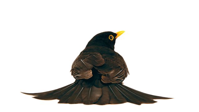 Amsel © Roine Magnusson mit freundlicher Genehmigung des Sieveking Verlags
