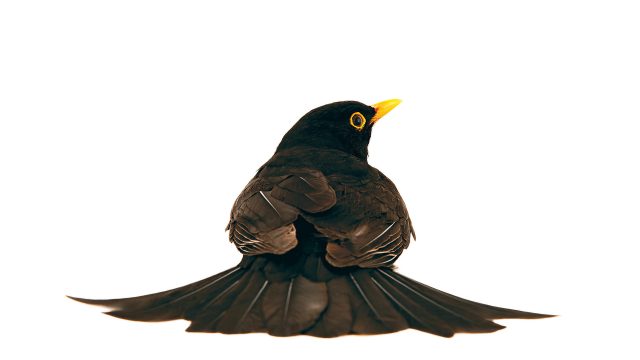 Amsel © Roine Magnusson mit freundlicher Genehmigung des Sieveking Verlags