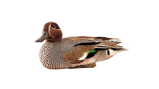 Krickente © Roine Magnusson mit freundlicher Genehmigung des Sieveking Verlags