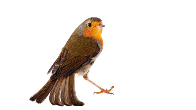 Rotkehlchen © Roine Magnusson mit freundlicher Genehmigung des Sieveking Verlags