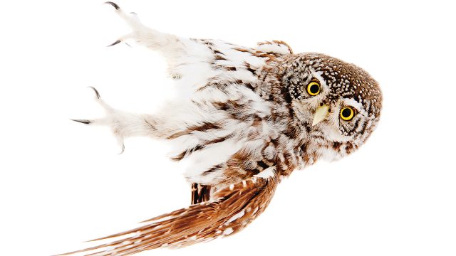 Sperlingskauz © Roine Magnusson mit freundlicher Genehmigung des Sieveking Verlags