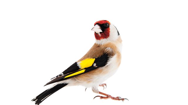 Stieglitz © Roine Magnusson mit freundlicher Genehmigung des Sieveking Verlags