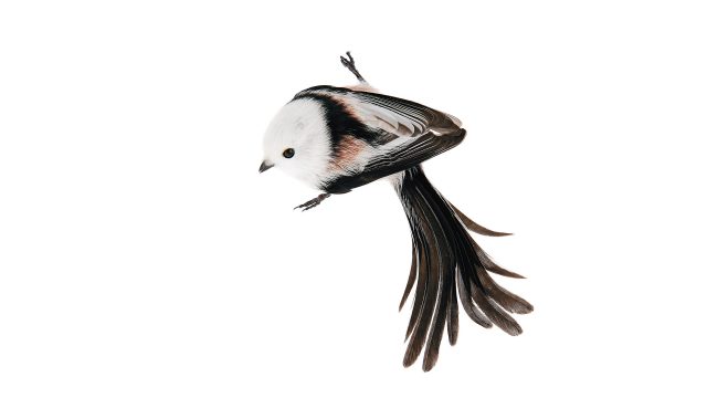 Schwanzmeise © Roine Magnusson mit freundlicher Genehmigung des Sieveking Verlags