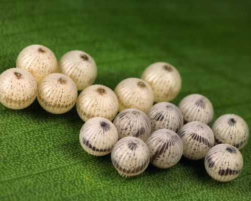 Eier eines Bananenfalters © Ingo Arndt Eier eines Bananenfalters © Ingo Arndt