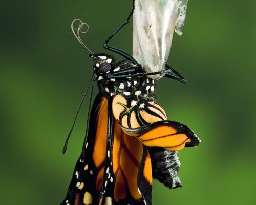 Monarchfalter Schlupf © Ingo Arndt Monarchfalter Schlupf © Ingo Arndt