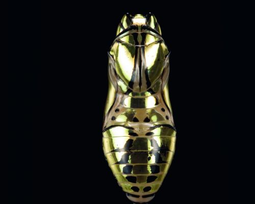 Puppe des Orange Tiger Tithorea harmonia © Ingo Arndt Puppe des Orange Tiger Tithorea harmonia © Ingo Arndt