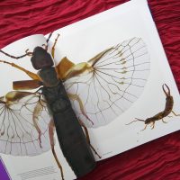 Flügel eines Ohrenkneifers Flügel eines Ohrenkneifers