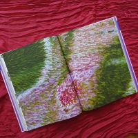 Flügelschuppen des Oleanderschwärmers Flügelschuppen des Oleanderschwärmers