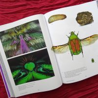 Rosenkäfer Rosenkäfer