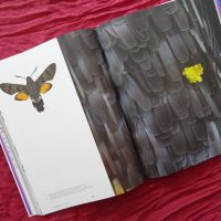 Sonnenblumenpollen auf den Flügelschuppen des Taubenschwänzchens Sonnenblumenpollen auf den Flügelschuppen des Taubenschwänzchens